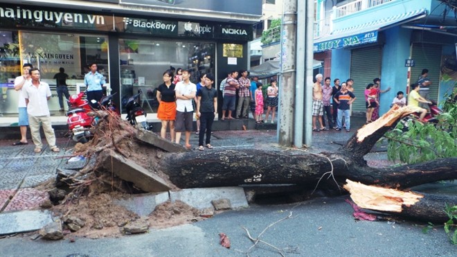 Cây đổ hàng loạt tại Sài Gòn làm 1 người chết