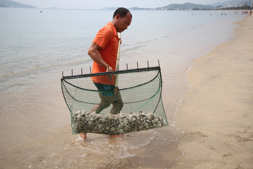 Nhím biển dày đặc bất thường ở bãi tắm Nha Trang
