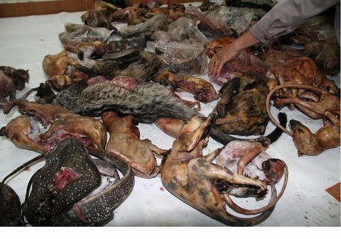 Ăn thịt thú rừng, cẩn thận bị virus Ebola 'ăn' lại