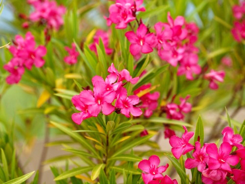 Hoa, cây cảnh chứa độc đe dọa sức khỏe