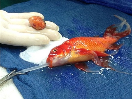 Bác sỹ gây "sốc" khi quyết định phẫu thuật khối u cho cá vàng