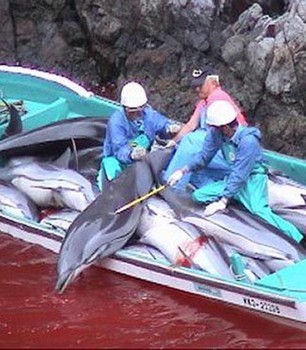 Nước chuyển màu đỏ vì thảm sát cá heo tại Nhật