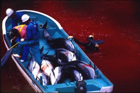 Nước chuyển màu đỏ vì thảm sát cá heo tại Nhật