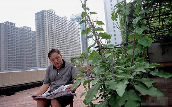 Dân thành phố trồng rau trên nóc chung cư, dùng manơcanh để đuổi chim
