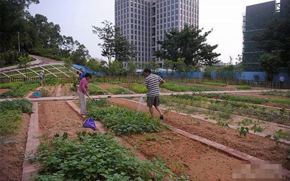 Dân thành phố trồng rau trên nóc chung cư, dùng manơcanh để đuổi chim