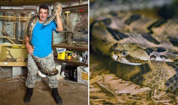 Người đàn ông sống chung nhà với 60 con rắn độc