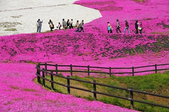 Chiêm ngưỡng biển hoa tuyệt đẹp dưới chân núi Phú Sĩ