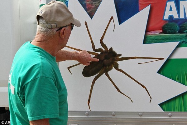 Bơm khí gas vào nhà để đuổi… 6000 con nhện độc