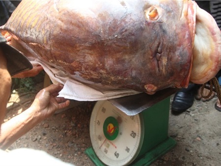 Bắt được cá hô nặng gần 130 kg ở Sài Gòn