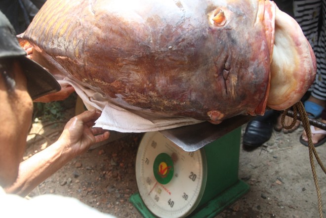 Bắt được cá hô nặng gần 130 kg ở Sài Gòn     