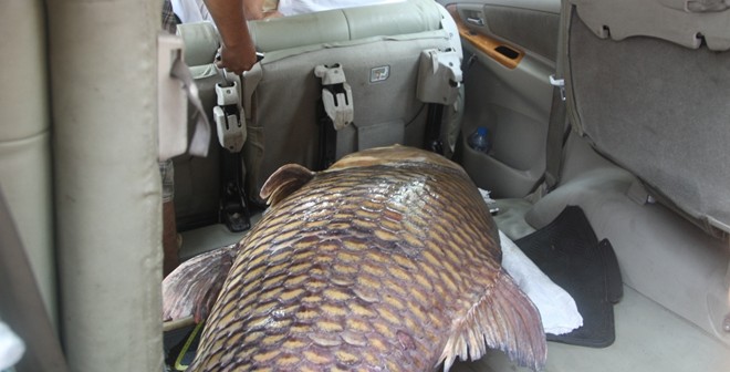 Bắt được cá hô nặng gần 130 kg ở Sài Gòn     