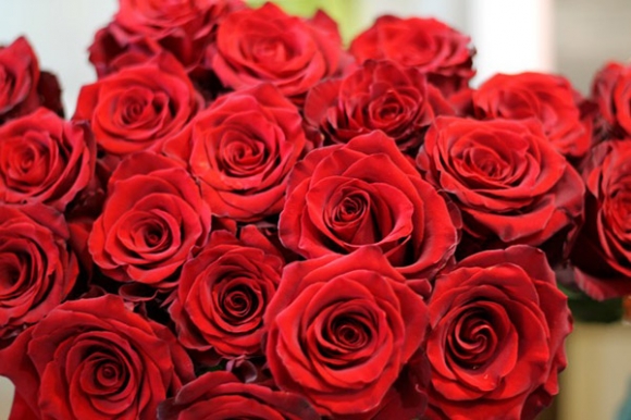 Hoa hồng dài 1,6m giá 700.000 đồng hút khách Sài Gòn