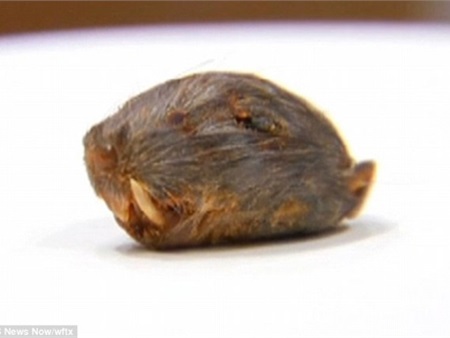 Kinh hãi cắn phải đầu chuột chết trong thức ăn ở nhà hàng