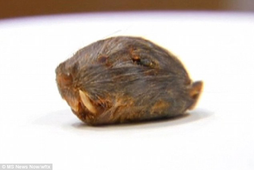 Kinh hãi cắn phải đầu chuột chết trong thức ăn ở nhà hàng