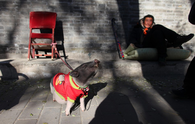 Những thú cưng "siêu độc" của người dân Trung Quốc