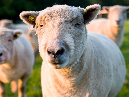 Sinh viên 'làm bậy' với cừu vì áp lực thi cử