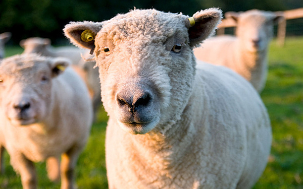 Sinh viên 'làm bậy' với cừu vì áp lực thi cử