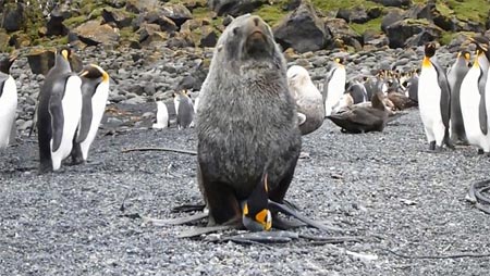 Bắt quả tang hải cẩu cưỡng bức chim cánh cụt