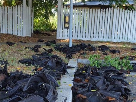 Hàng nghìn 'cáo bay' chết tập thể tại Australia