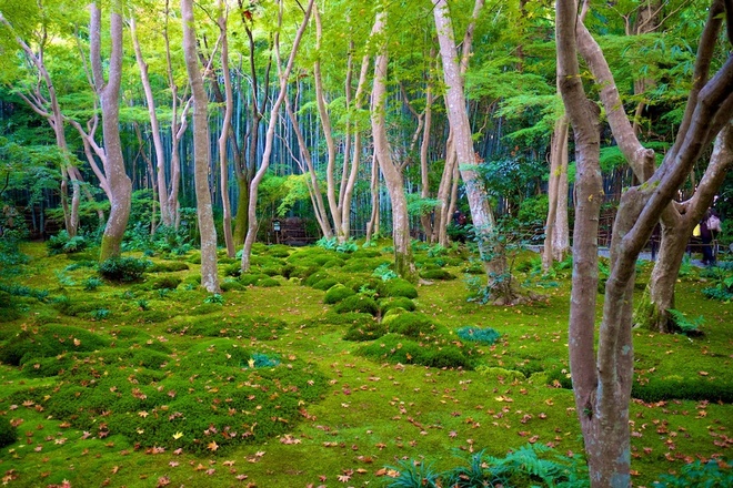 22 khu vườn Nhật Bản đẹp như tranh vẽ