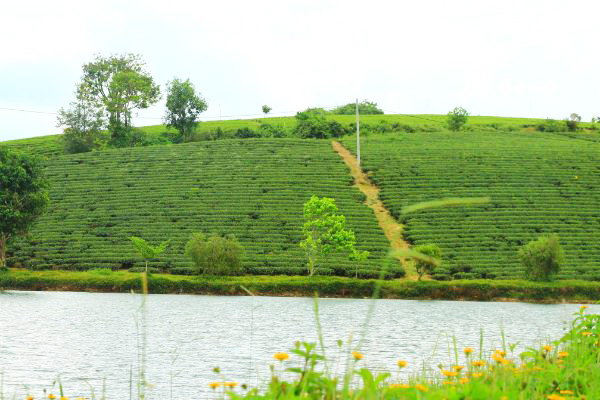 Thưởng trà, đón đông tại 'vương quốc trà' Bảo Lộc