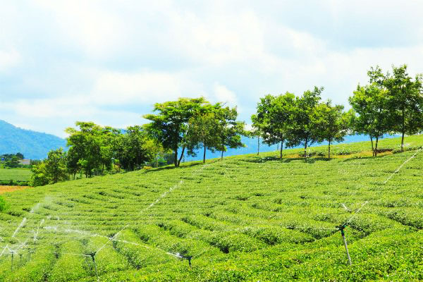 Thưởng trà, đón đông tại 'vương quốc trà' Bảo Lộc