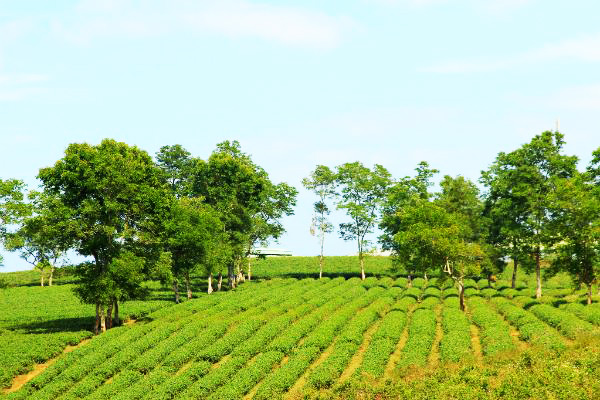 Thưởng trà, đón đông tại 'vương quốc trà' Bảo Lộc