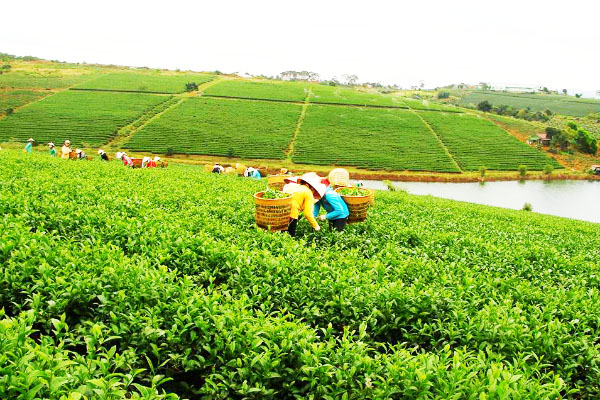 Thưởng trà, đón đông tại 'vương quốc trà' Bảo Lộc