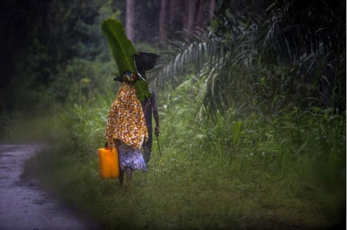 Không tin bác sỹ, bố ôm con nhiễm Ebola trốn vào rừng
