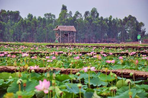 Bí quyết giúp du khách nắm rõ Đồng Tháp như lòng bàn tay