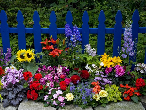 Những hàng rào hoa đầy cảm hứng cho ngôi nhà