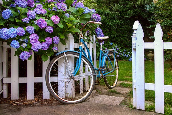 Những hàng rào hoa đầy cảm hứng cho ngôi nhà