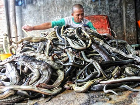 Nổi gai ốc” cảnh hàng ngàn con rắn bị lột da trên nền đất
