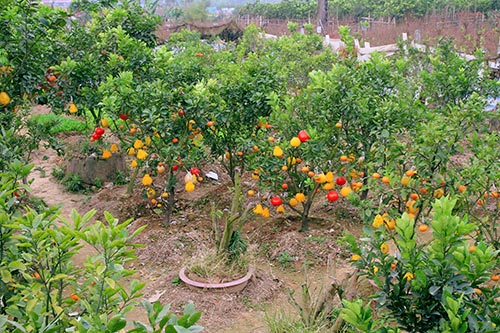Vườn ngũ quả 'có một không hai' ở Hà Nội 