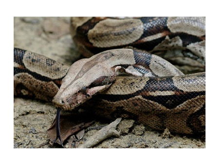 Bố trộm 7 con rắn từ sở thú làm quà sinh nhật con gái