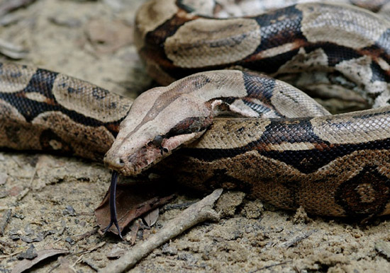 Bố trộm 7 con rắn từ sở thú làm quà sinh nhật con gái