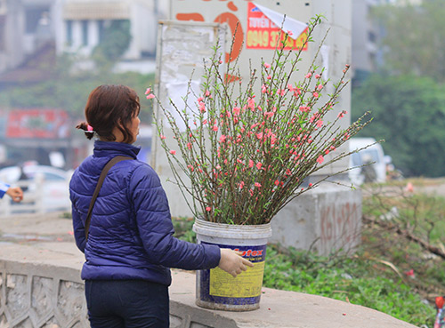 Rằm tháng Giêng, người Hà Nội chơi đào rừng, hoa lê