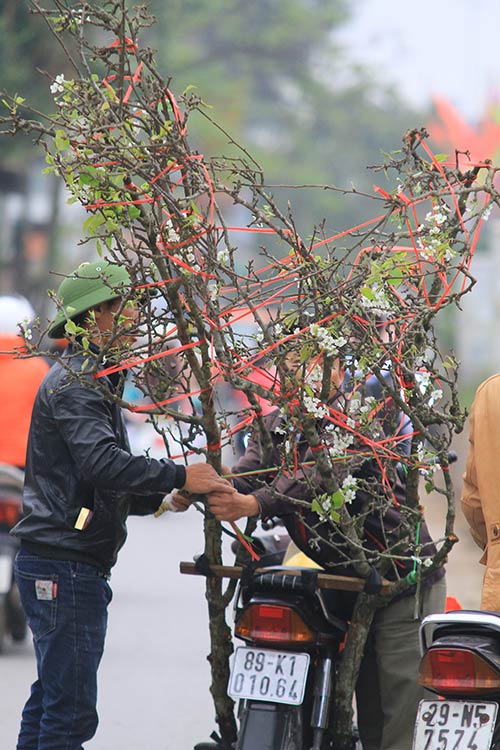 Rằm tháng Giêng, người Hà Nội chơi đào rừng, hoa lê