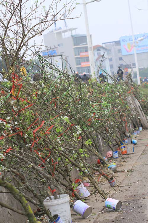 Rằm tháng Giêng, người Hà Nội chơi đào rừng, hoa lê