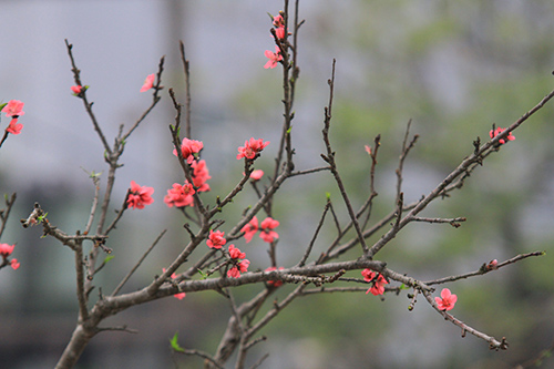 Rằm tháng Giêng, người Hà Nội chơi đào rừng, hoa lê