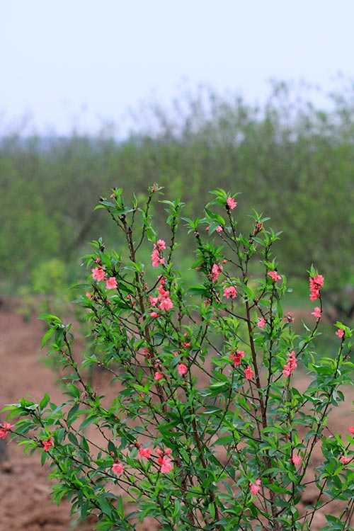 Rằm tháng Giêng, người Hà Nội chơi đào rừng, hoa lê