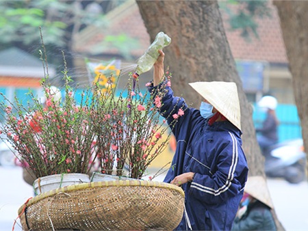Rằm tháng Giêng, người Hà Nội chơi đào rừng, hoa lê