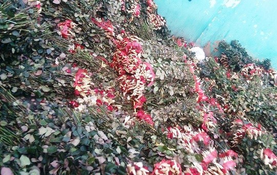 Sau 8.3, hàng tấn hoa hồng thành “núi” rác