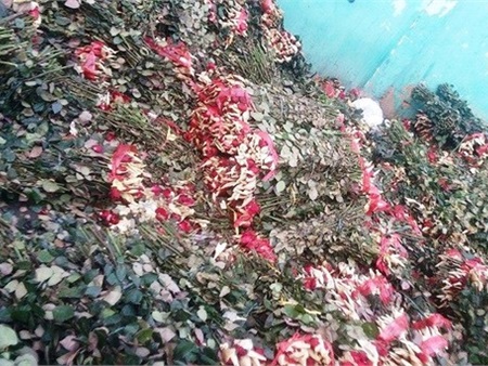 Sau 8.3, hàng tấn hoa hồng thành “núi” rác