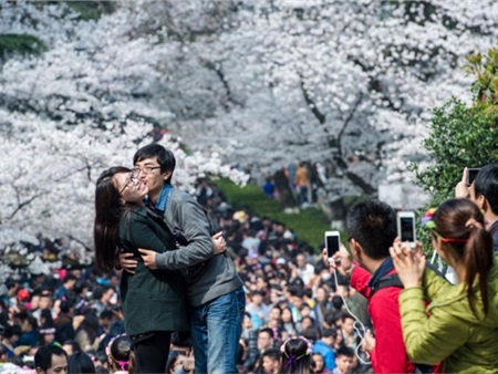 Giới trẻ Trung Quốc 'bấn loạn' trước vẻ đẹp hoa anh đào