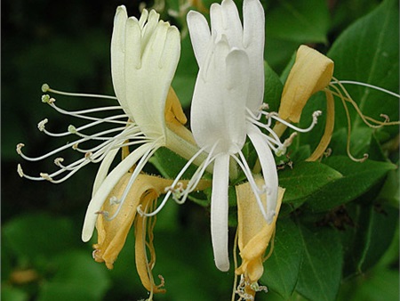 Soi loài hoa đem lại may mắn cho 12 cung hoàng đạo