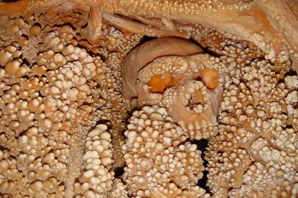 Sởn da gà với bộ xương hóa thạch lâu đời tự mọc hàng trăm "chiếc răng"