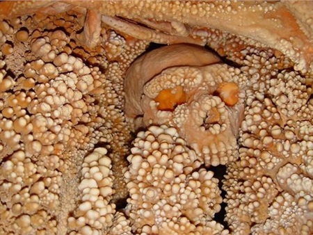 Sởn da gà với bộ xương hóa thạch lâu đời tự mọc hàng trăm "chiếc răng"