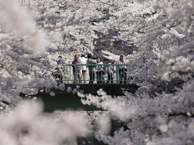 Nhật Bản ngập trong sắc hoa anh đào