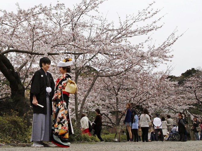 Nhật Bản ngập trong sắc hoa anh đào
